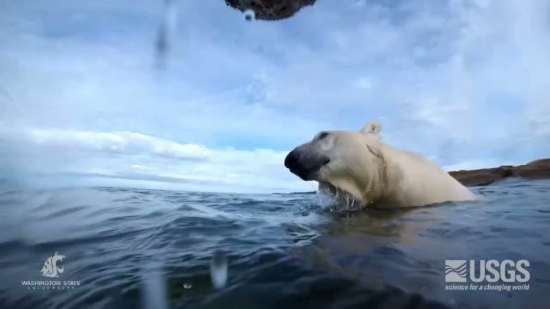 Учёные прикрепили камеры к белым медведям ради эксперимента