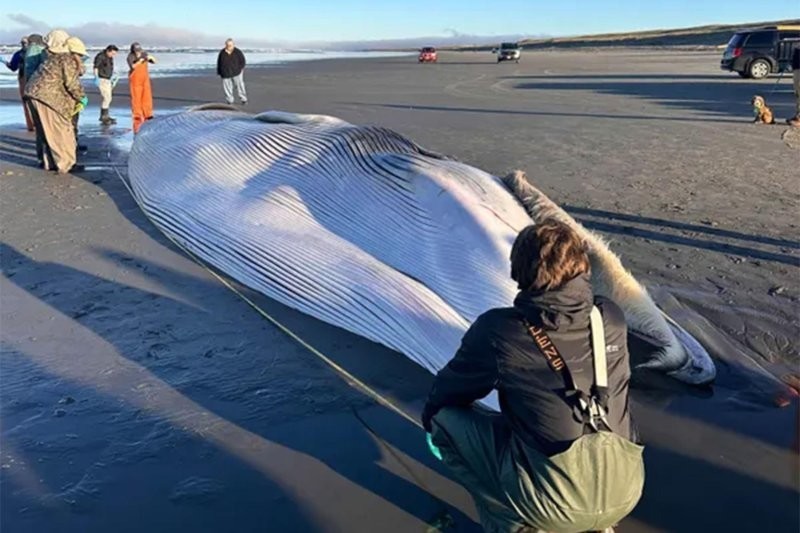 На берег Орегона выбросило гигантского кита