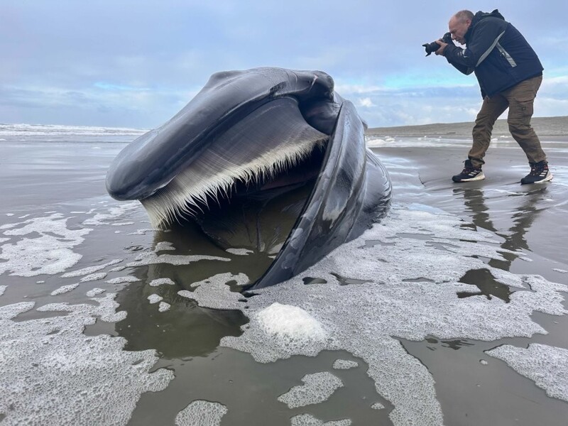 На берег Орегона выбросило гигантского кита