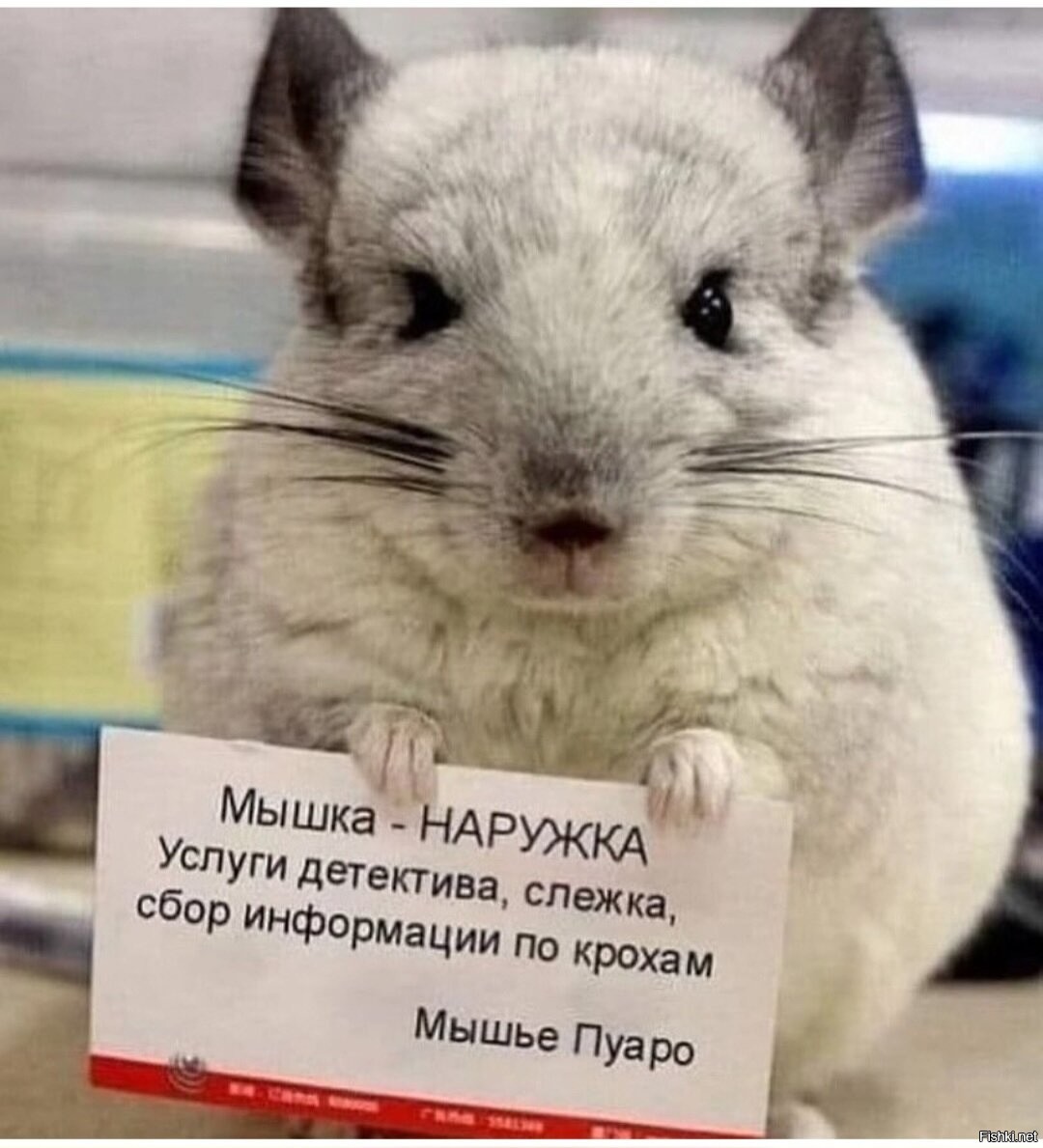 Смешные шиншиллы