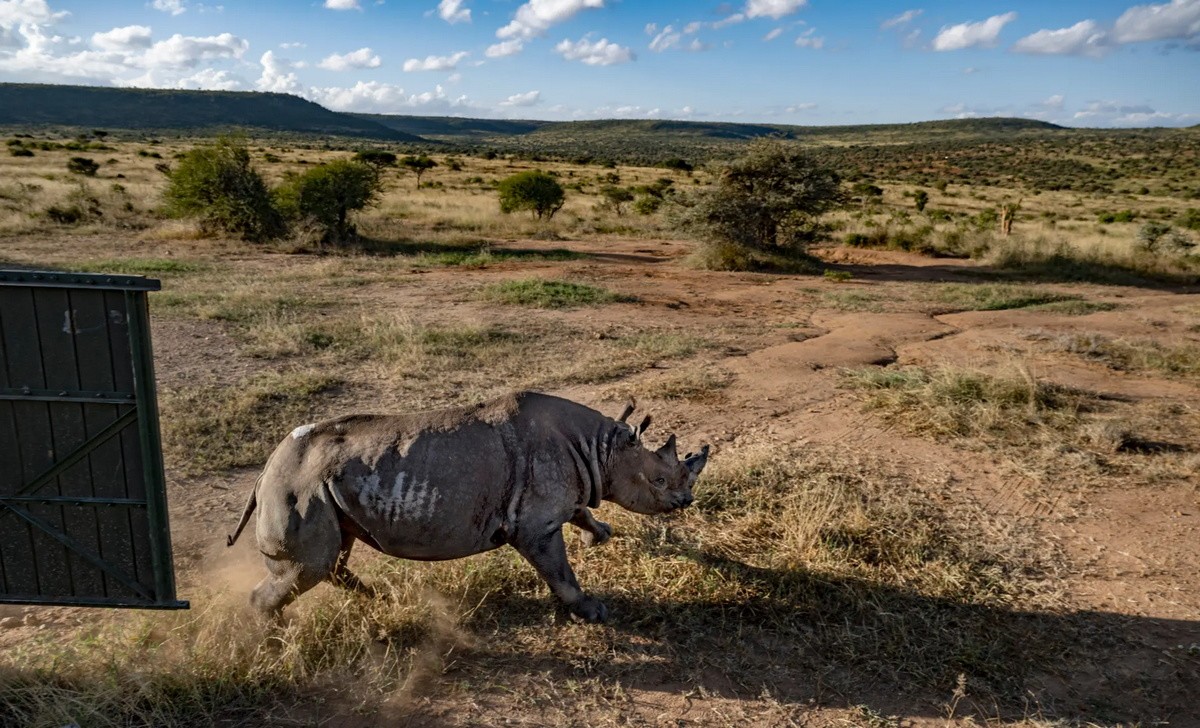 Elewana Tarangire Treetops