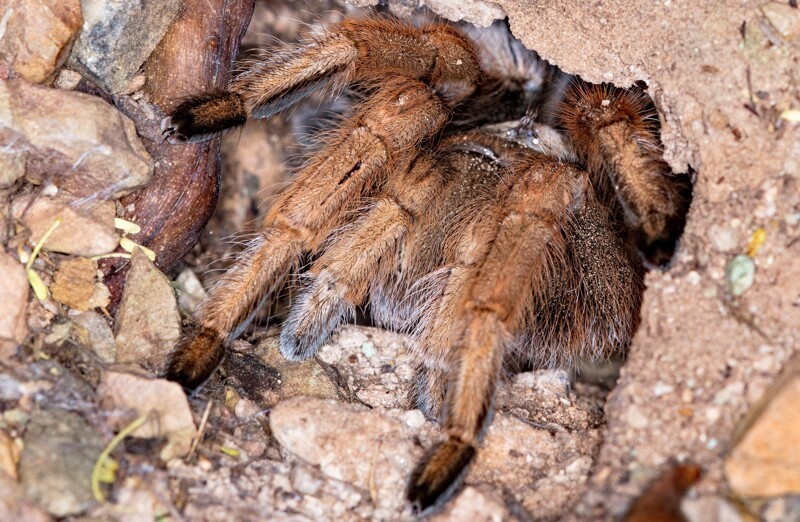 2. Некоторые виды тарантулов позволяют крошечным лягушкам жить в своих норах