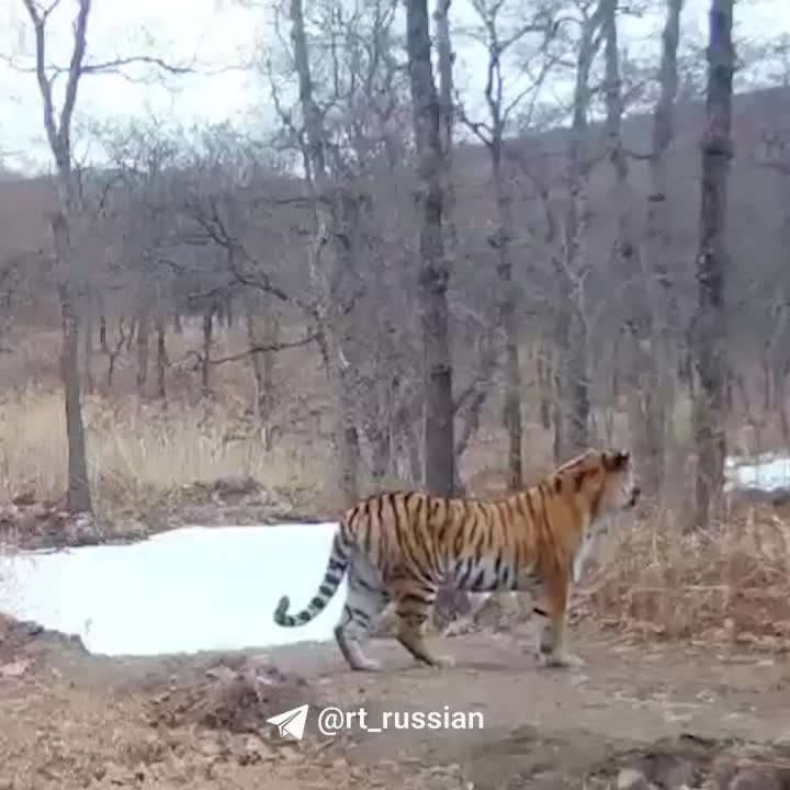 5 13 21 8 10 21. 953. 5 13 21 8 10 21. Выполни деление в столбик. 5 13 21 8 10 21.