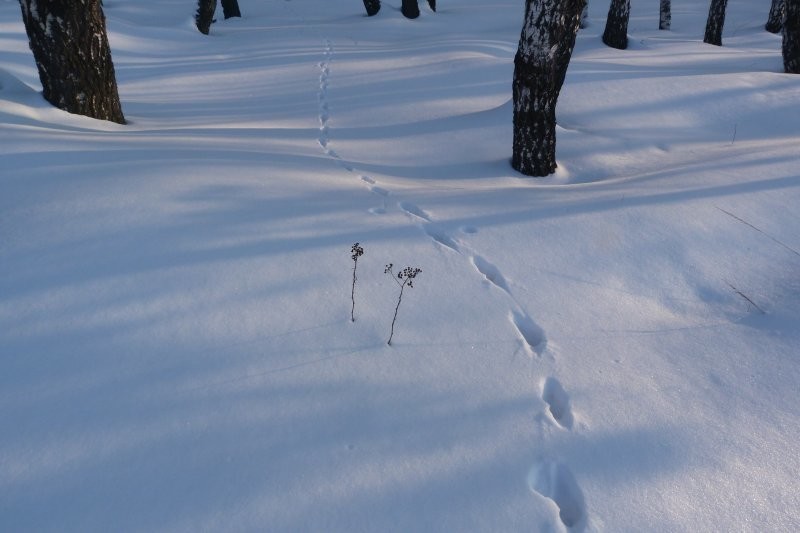 В лесах Ленинградской области стали орать лисы