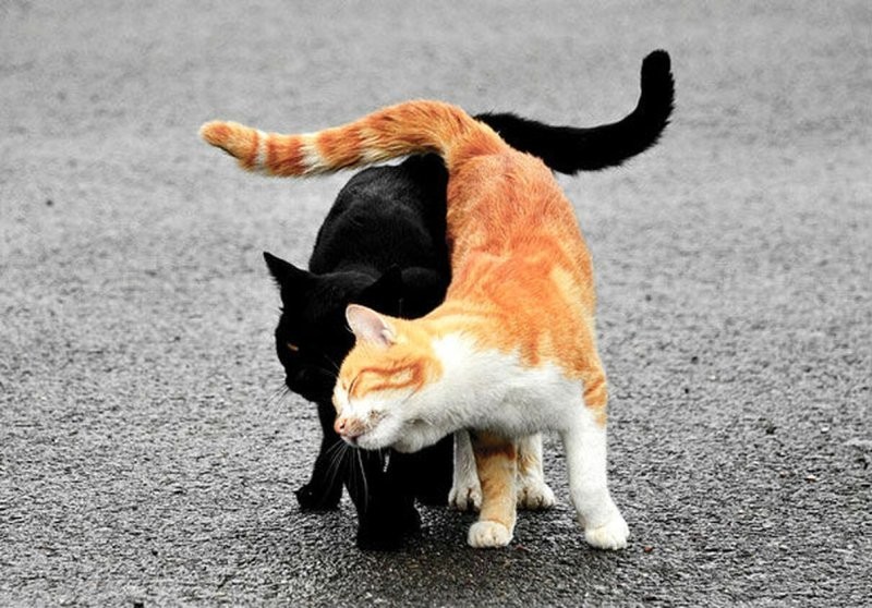 7.	Один чёрный, другой рыжий – два весёлых коти
