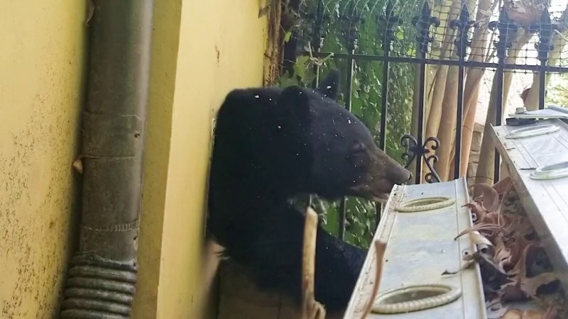 Черный медведь вылез из вентиляции дома в Северной Каролине