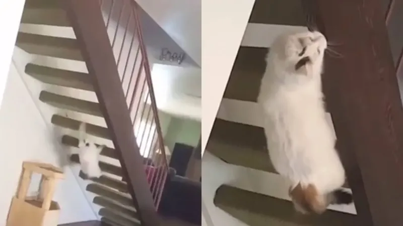 Кот придумал оригинальный способ подняться по лестнице