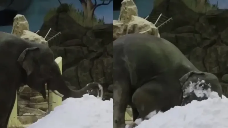Слон впервые увидел снег