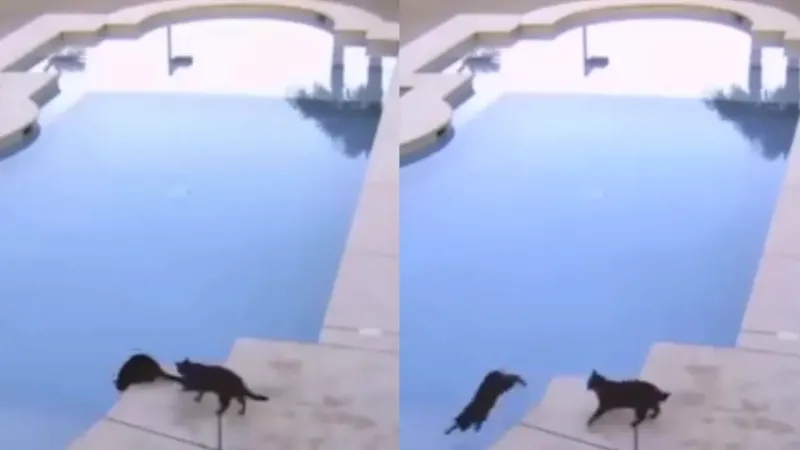 Кот столкнул своего товарища в бассейн