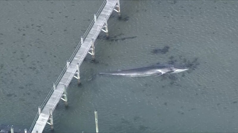 Гигантского кита выбросило на мель в США