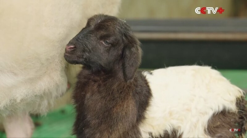 В Китае впервые клонировали тибетских коз