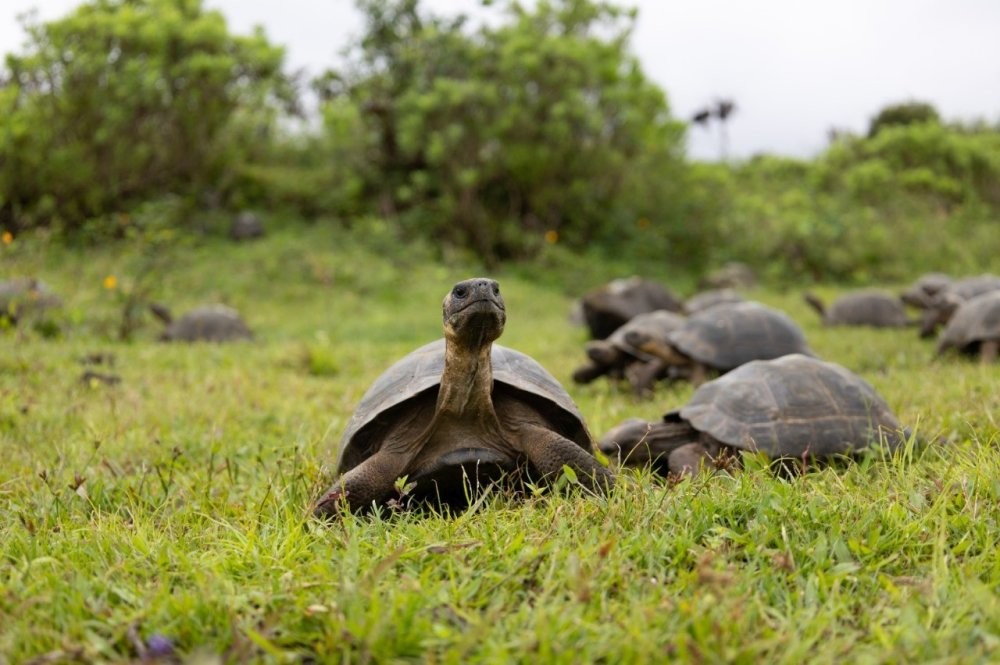 Спасатели перевезли 136 галапагосских черепах на остров, чтобы спасти вид