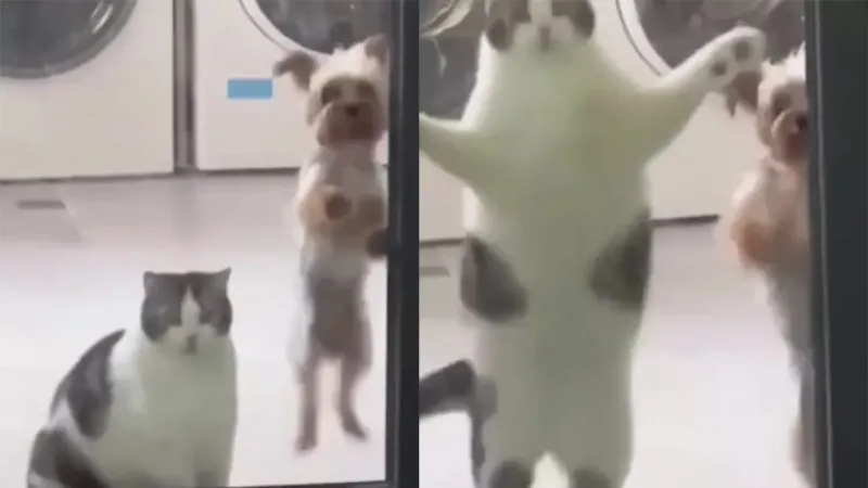 Забавные попытки пса и кота открыть дверь в комнату