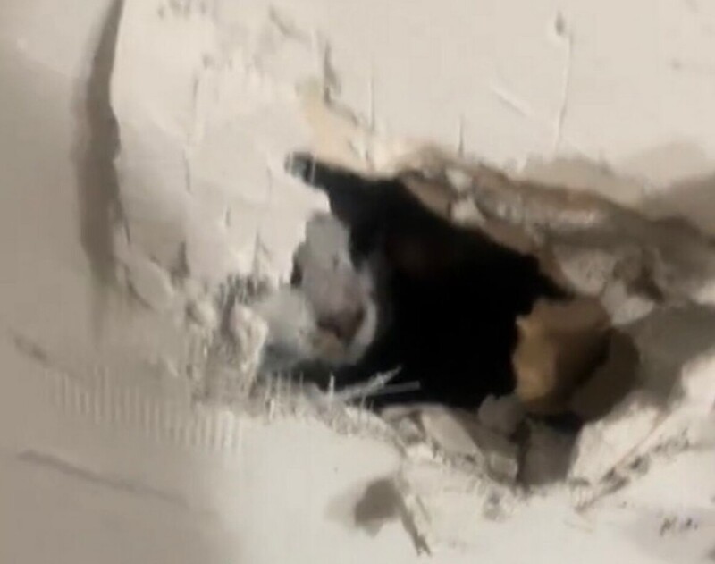 Американка обнаружила своего кота замурованным в стене