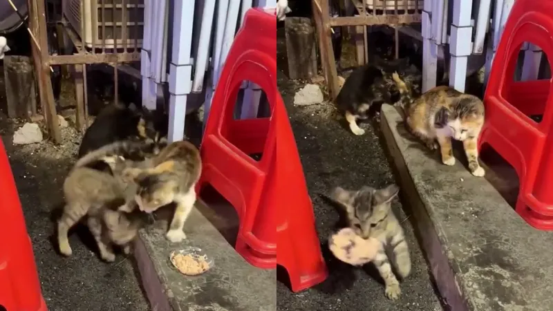 Кот стащил еду у сородичей