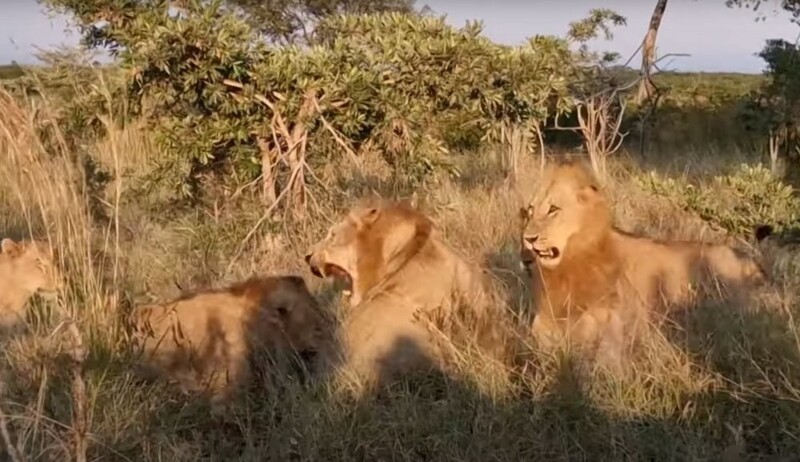Трое на одного: лев смог дать отпор соперникам