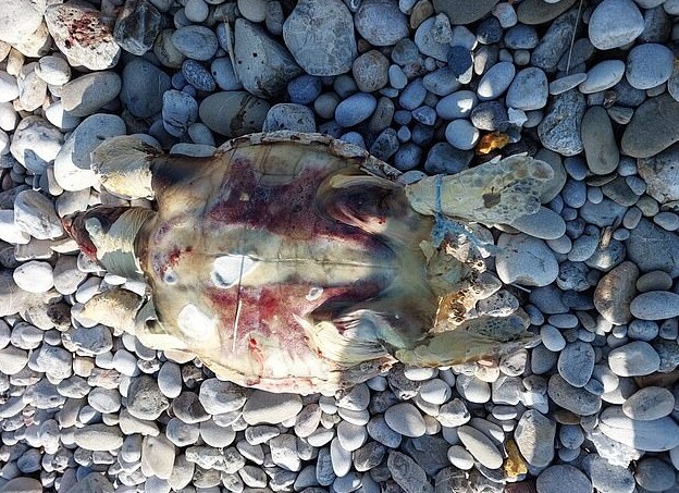 В животе черепахи, выброшенной на берег, нашли пластиковый палец