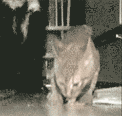 Просто гифки, всякие и&nbsp;разные