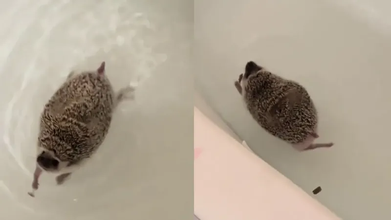 Ёжик купается в ванной