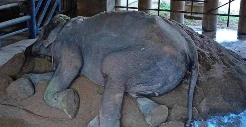 После 80 лет рабского труда слониха по имени Бабушка Сомбун наконец-то нашла покой в приюте