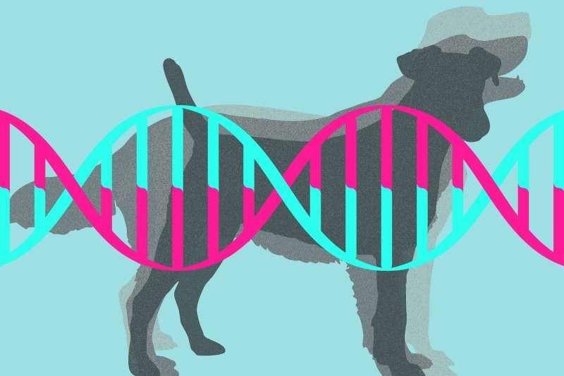 В Канаде ДНК-тест показал, что женщина нечистокровная собака