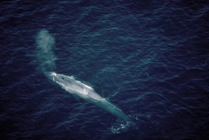 25. "Пятидесятидвухгерцевый кит" - самый одинокий кит в мире. Этот кит неизвестного вида издаёт звуки на уникальной для китов частоте в 52 Гц