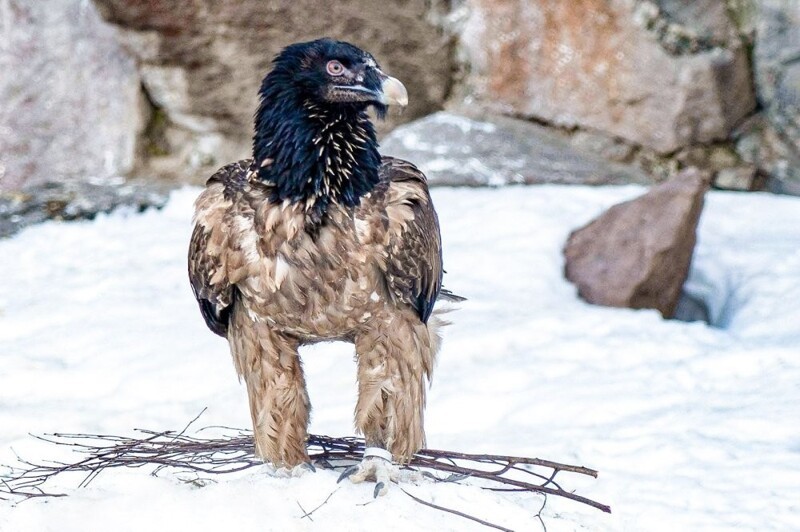В Московском зоопарке поселился бородач - одна из самых крупных птиц в мире