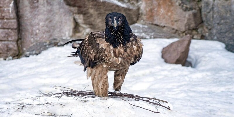 В Московском зоопарке поселился бородач - одна из самых крупных птиц в мире