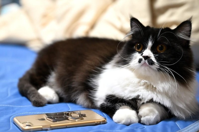 Брюс - самый необычный кот в мире с удивительным окрасом