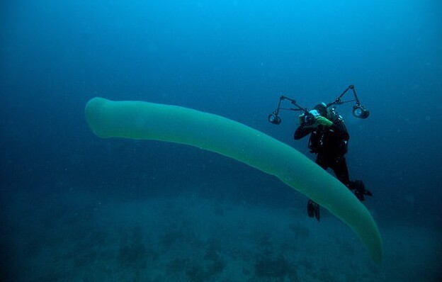 На берег Тихого океана всё чаще выбрасывает странных морских существ