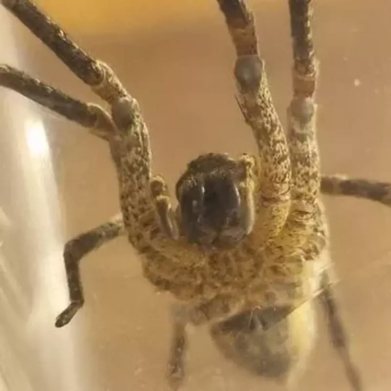 Британец едва не лишился руки из-за укуса ядовитого паука в собственном доме