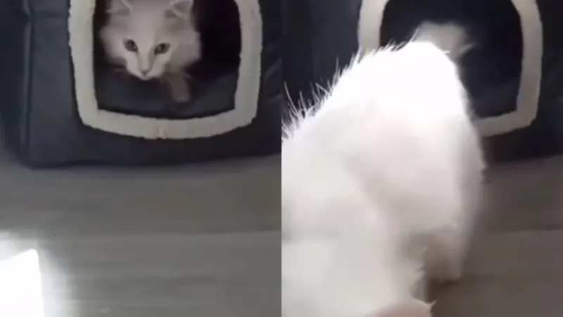 Кошка не позволила хозяину взвесить котёнка