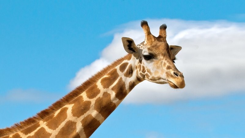 7. Жирафы - единственные животные, которые не умеют зевать