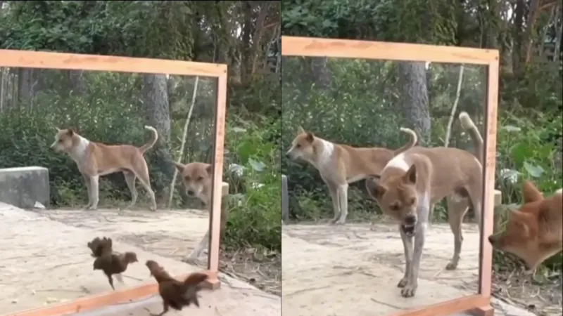 Животных вывело из себя собственное отражение в зеркале