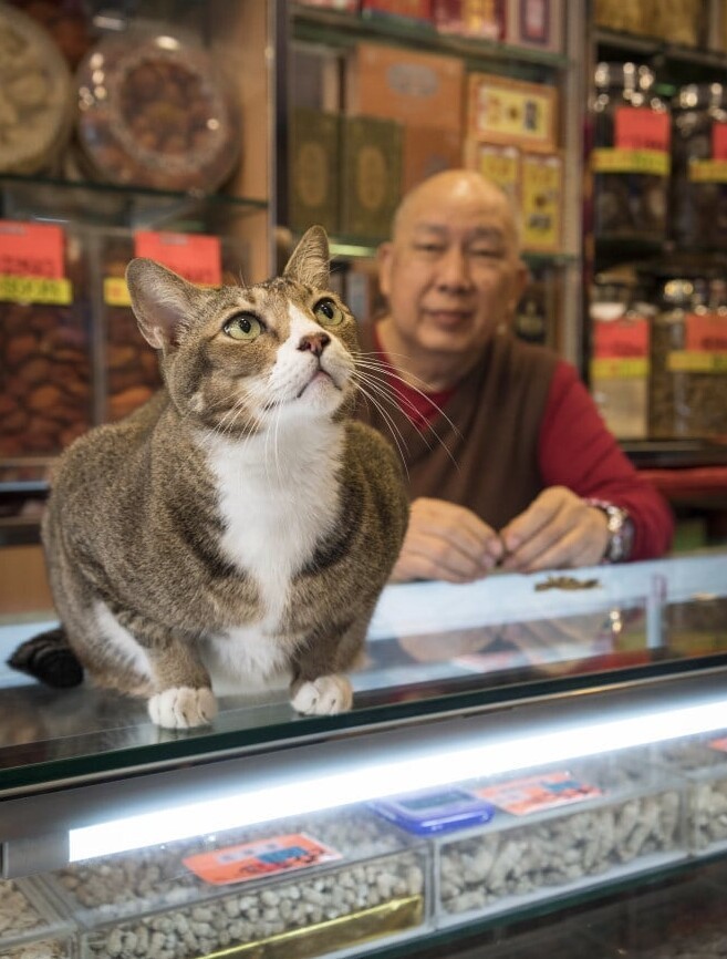 4. Кошки разрешены в магазинах