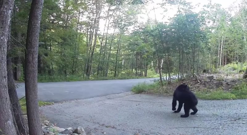 «Спасите-помогите!»: на видео попал медведь, испуганно убегающий от кота