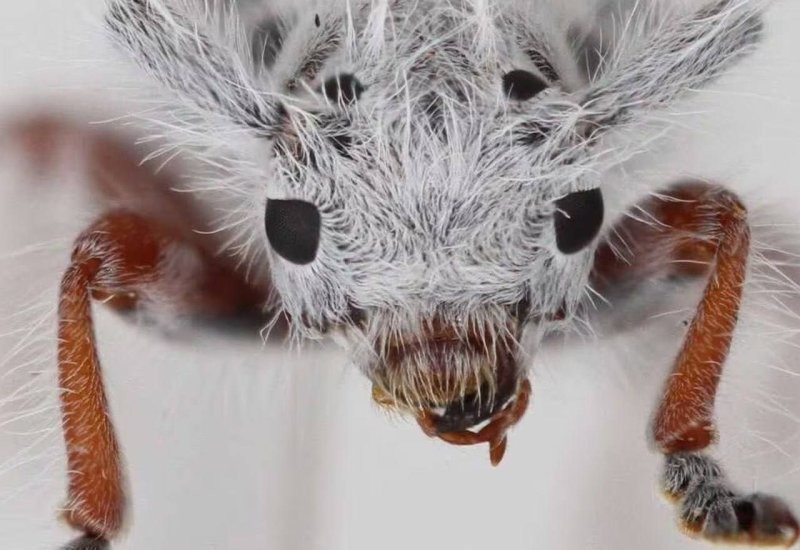 Обнаружен новый вид «жука-панка»