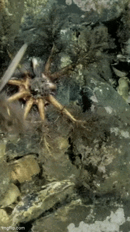 В мире растений