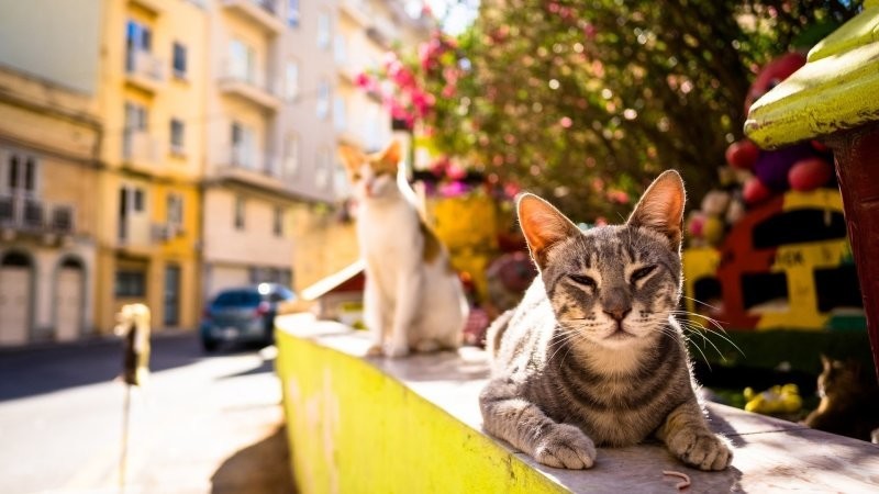 20.	Коты солнечных улиц