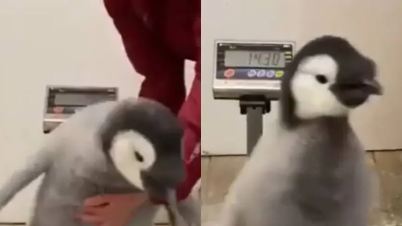«Не хочу!»: пингвин, не желающий становиться на весы