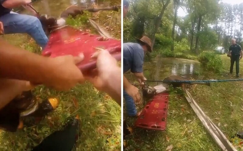 Пожарная команда Флориды спасла тонущую лошадь из накопительного пруда