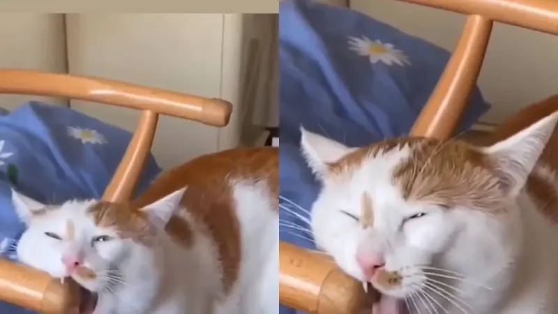 Коту нравится грызть деревянный стул