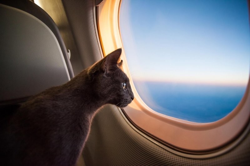 В "Аэрофлоте" разрешили брать домашних животных в самолёт