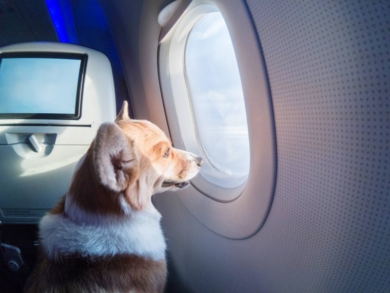 В "Аэрофлоте" разрешили брать домашних животных в самолёт
