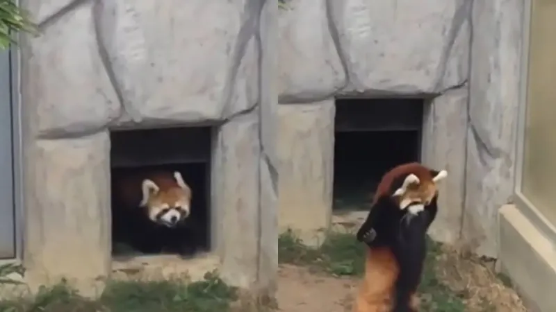 Красная панда испугалась камня