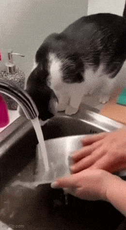 Кот, который любит мыть посуду