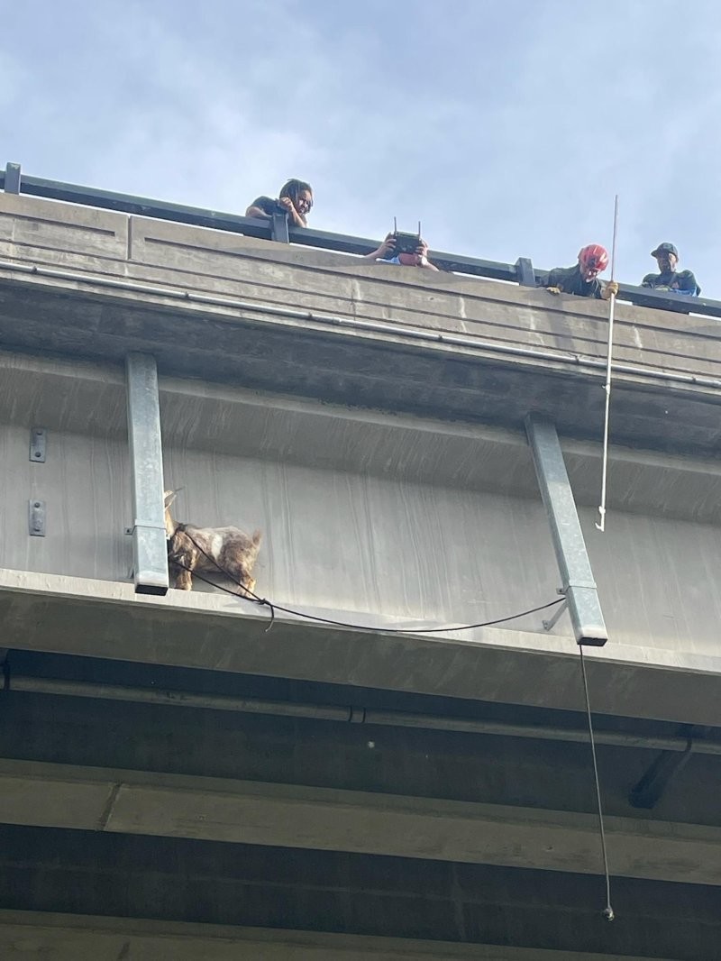 Козёл оказался на мосту на 25-метровой высоте, но был спасён