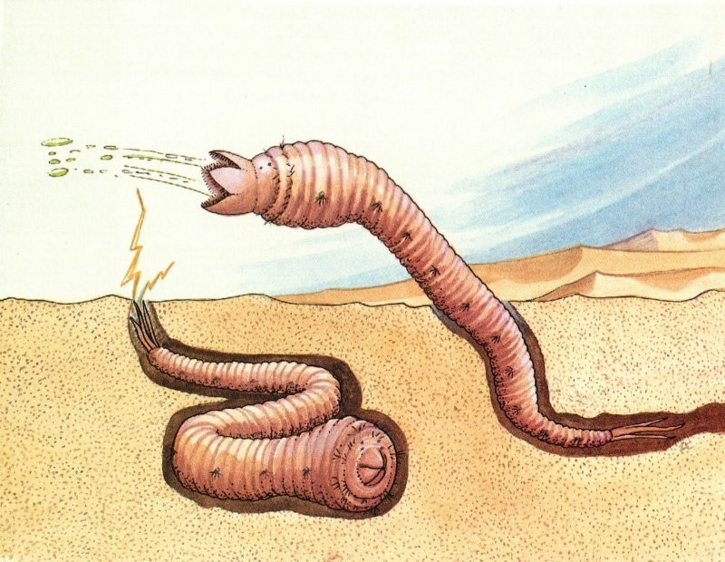 Пустынный червь смерти – таинственный обитатель пустыни Гоби