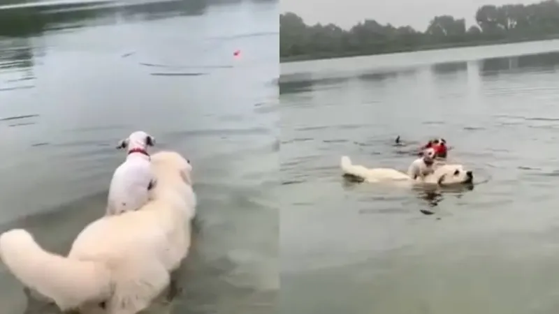 Пёс устроил водную прогулку своему приятелю