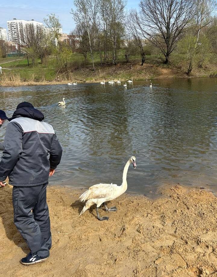 На водоемы московских парков возвращают лебедей